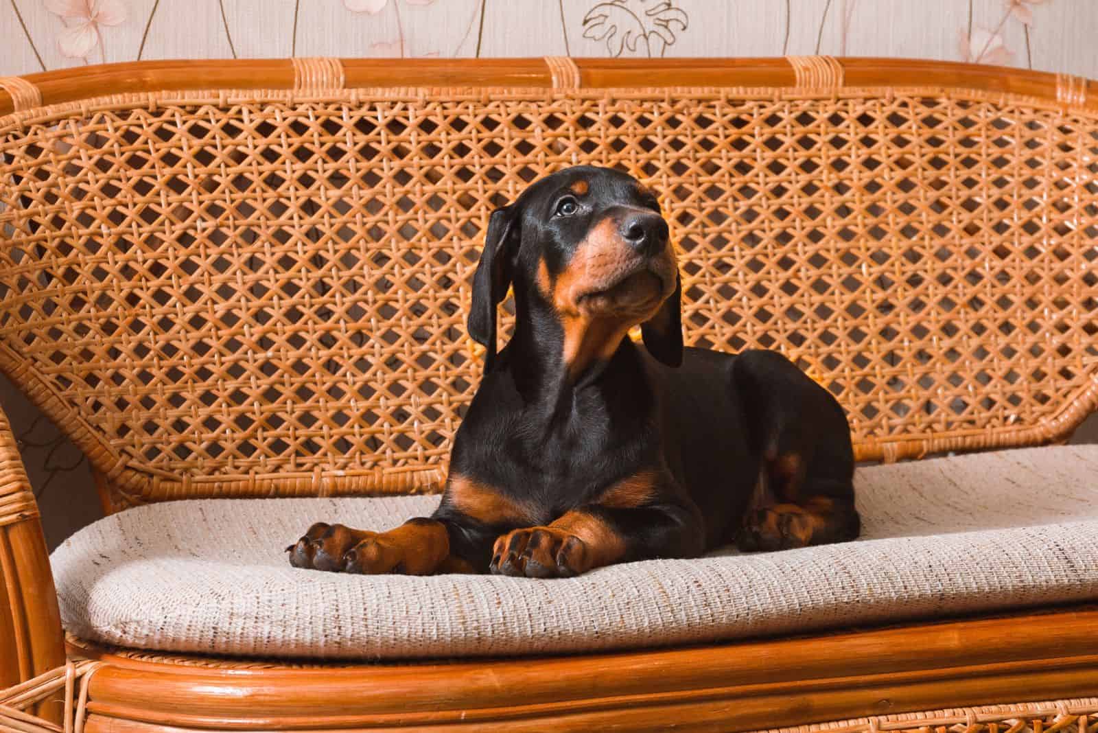 Doberman puppy sitting on a bench