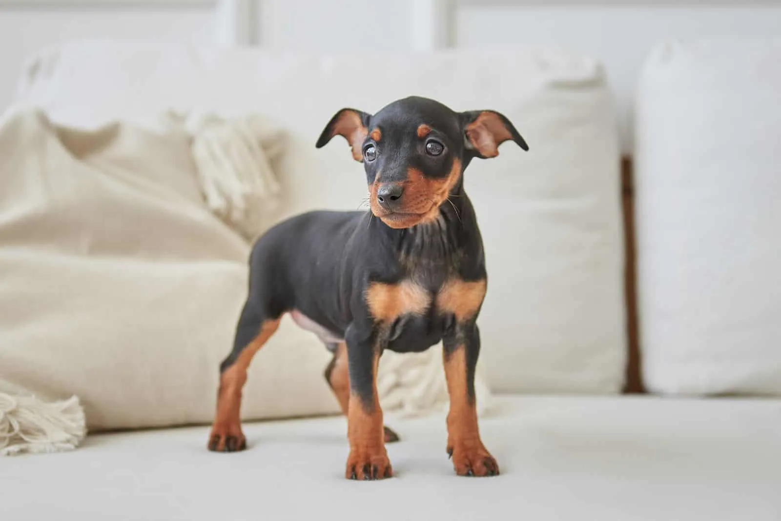 Doberman puppy standing on the bed