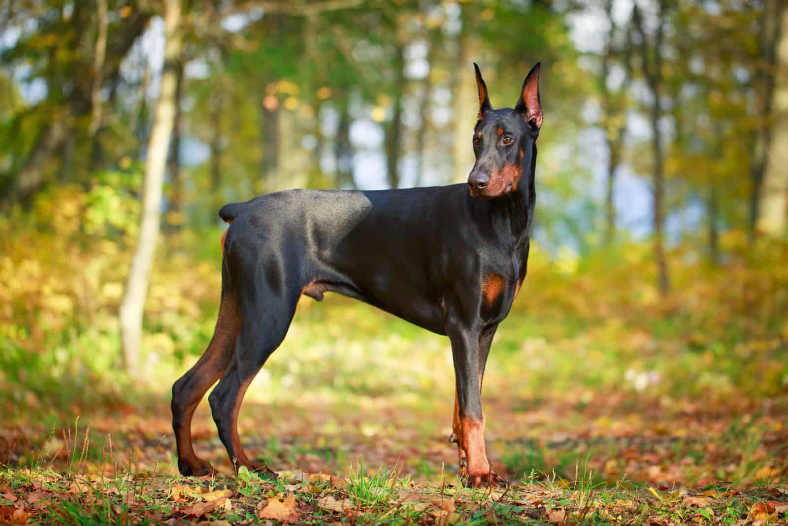 Doberman standing in forest looking into distance