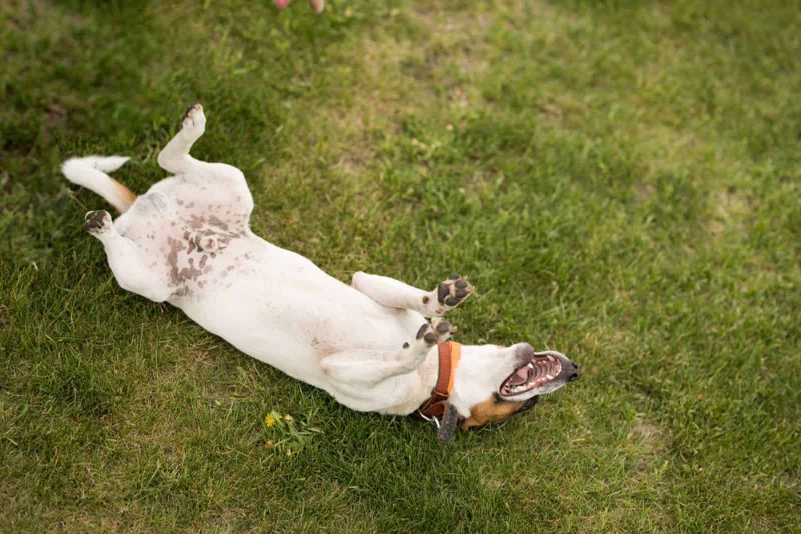 Dog Jack Russell Terrier is lying on the green grass on his back