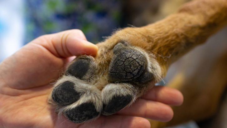 Dog Paw Pad Peeling - 5 Reasons And 5 Solutions