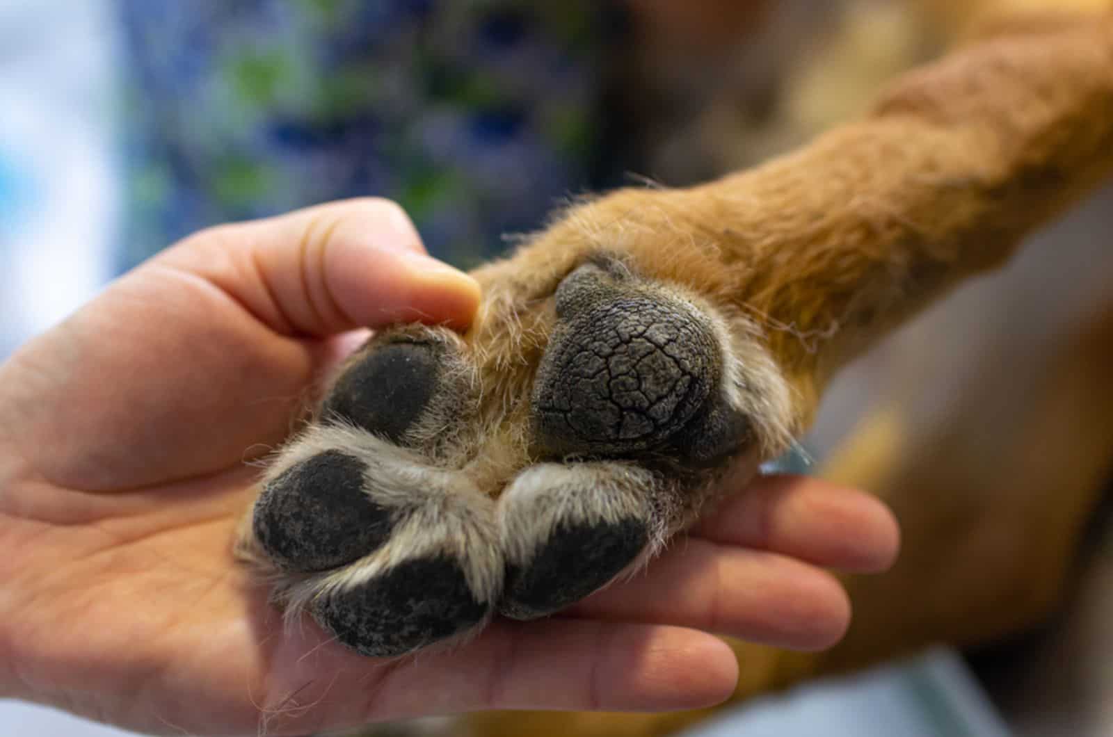 veterinarian show the paw of the dog