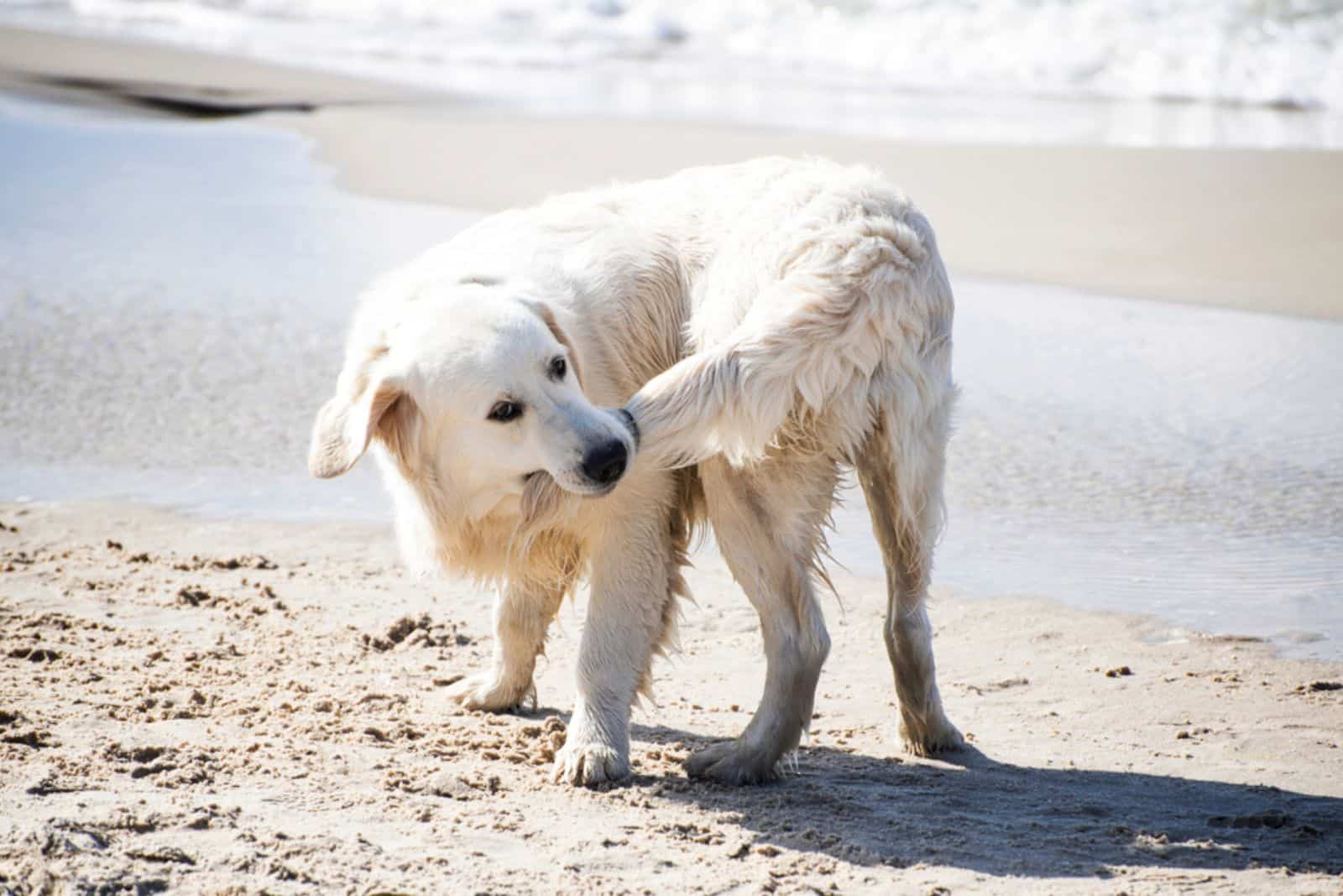 Dog biting his tail on a summer Baltic seashore