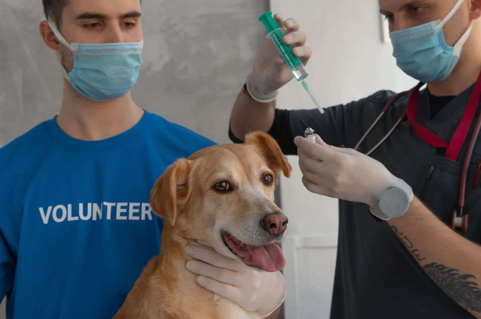 Veterinarian checking dog ear hygiene