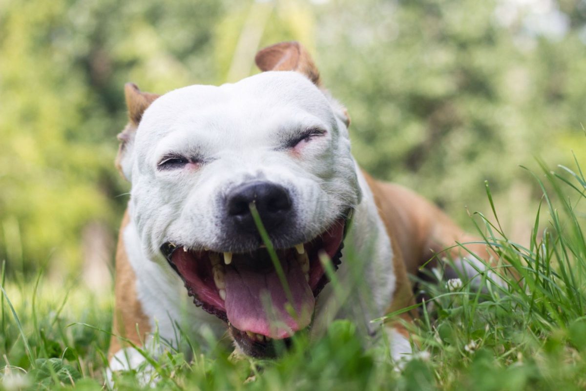 My Dog Sounds Like He Has A Hairball Causes And Solutions