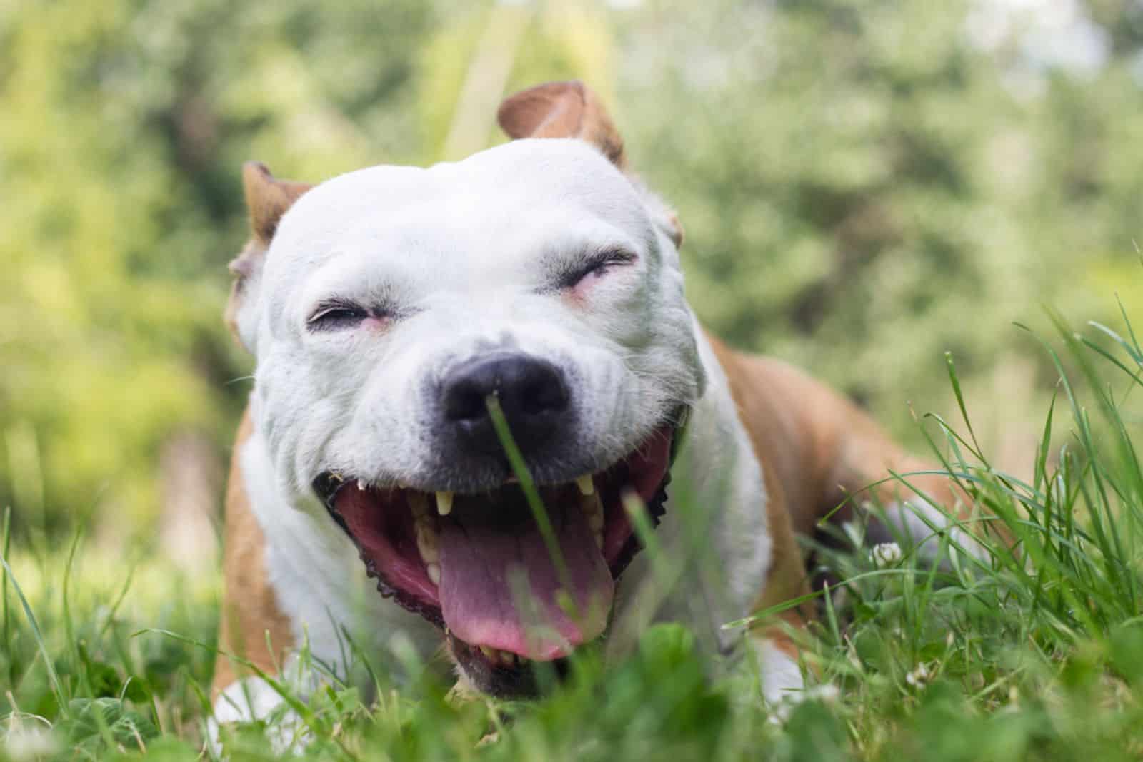 Dog lying on the grass in the park and coughs