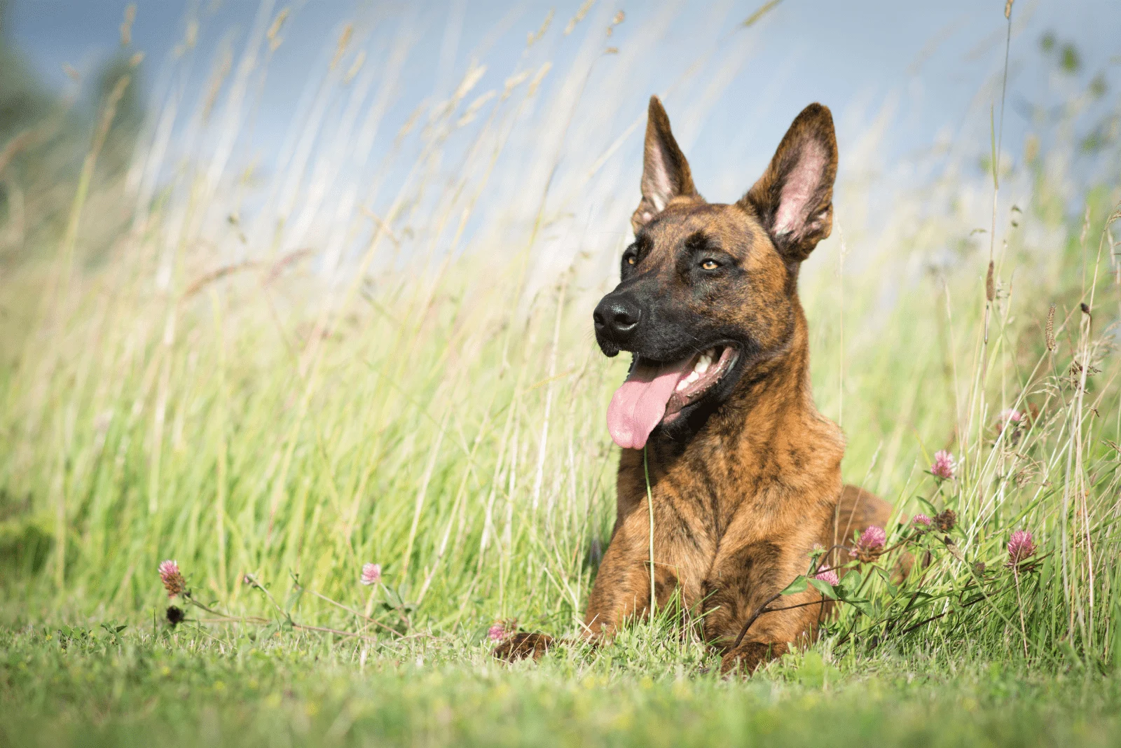 Dutch Shepherd lies in the grass with his tongue out