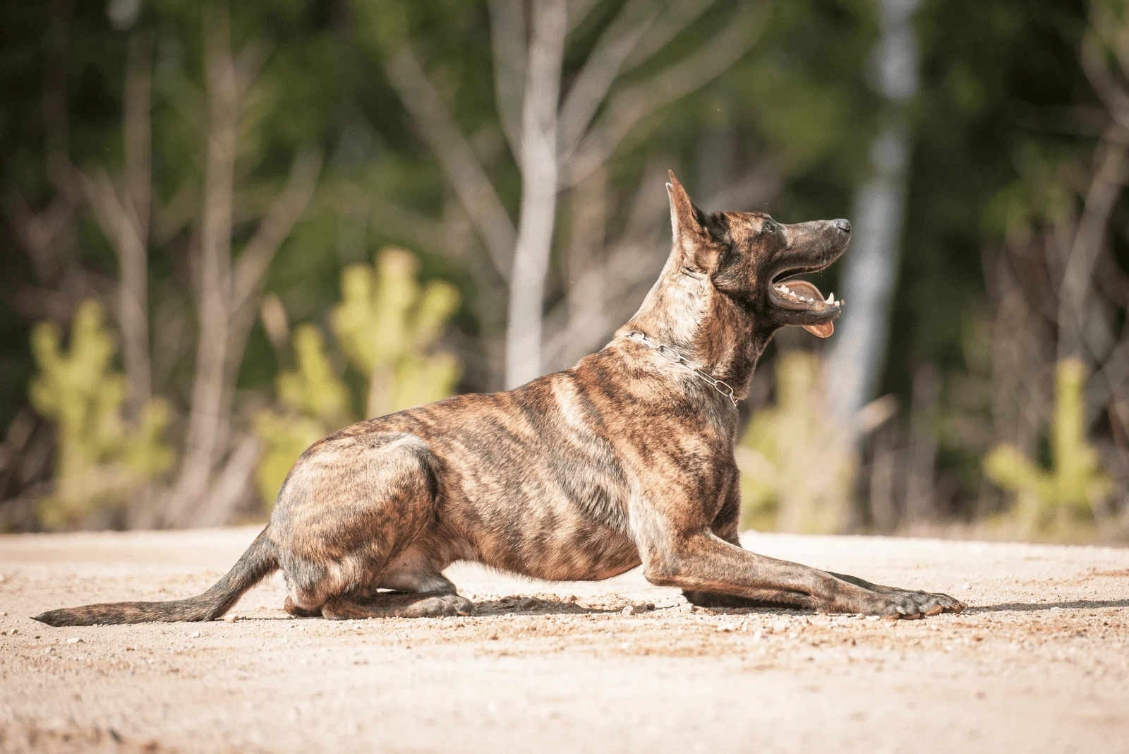 Dutch Shepherd lies on the sand with his tongue out
