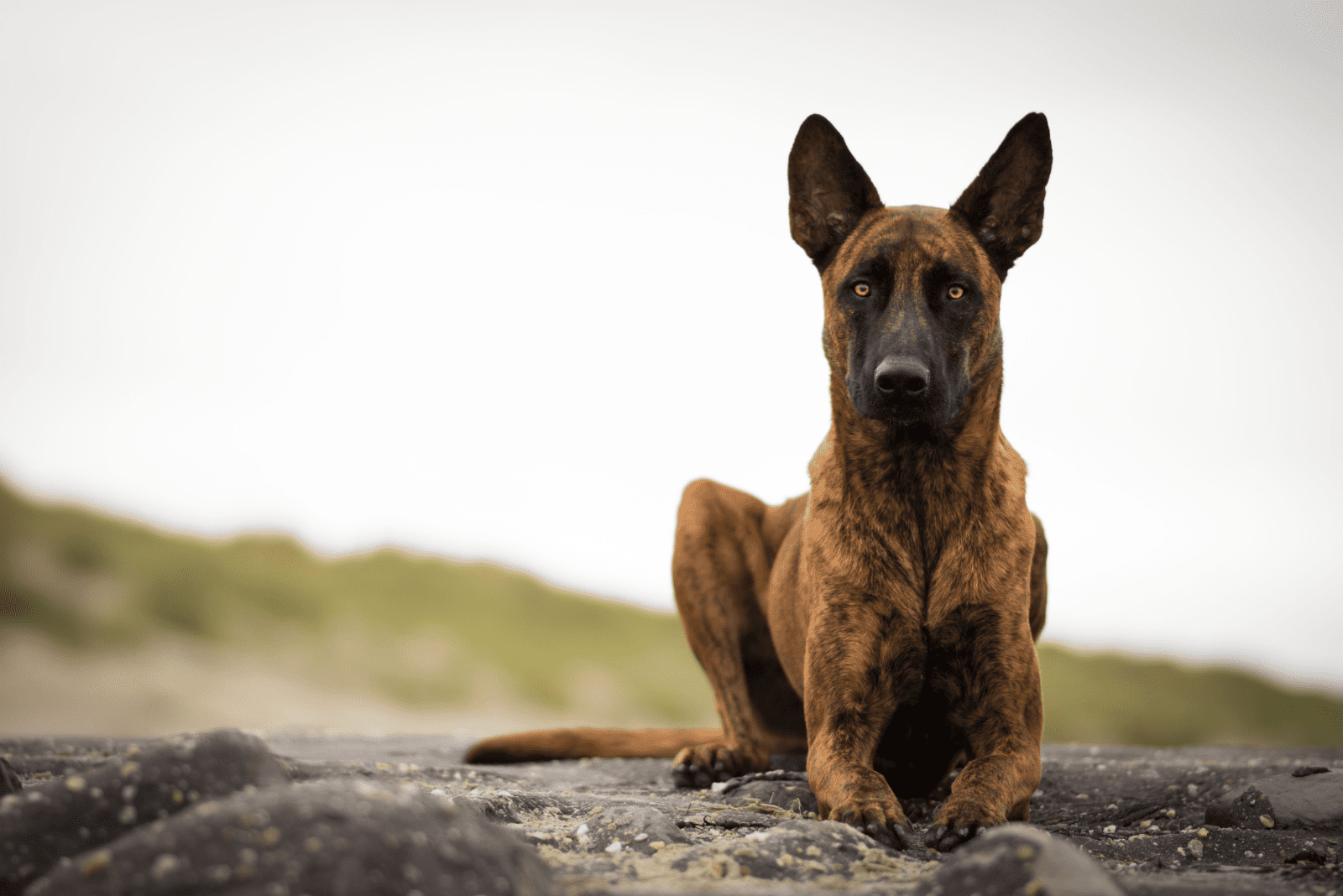 Dutch Shepherd puppy lying on a stone