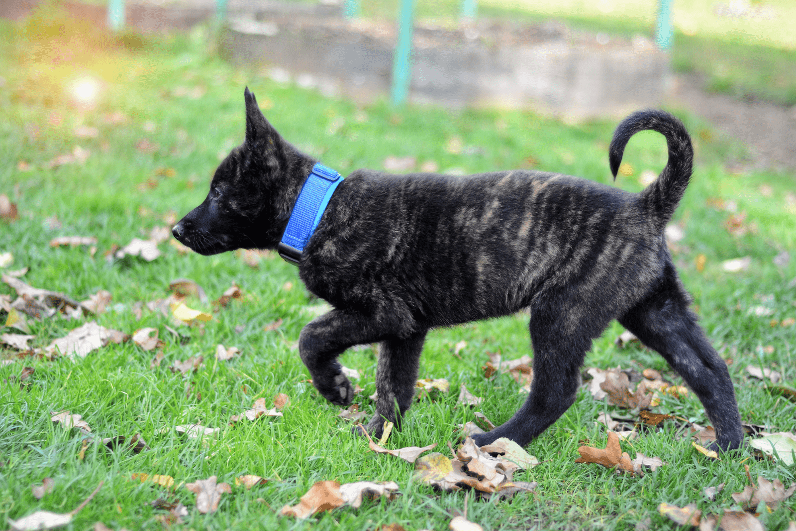 Dutch Shepherd puppy sets around the garden