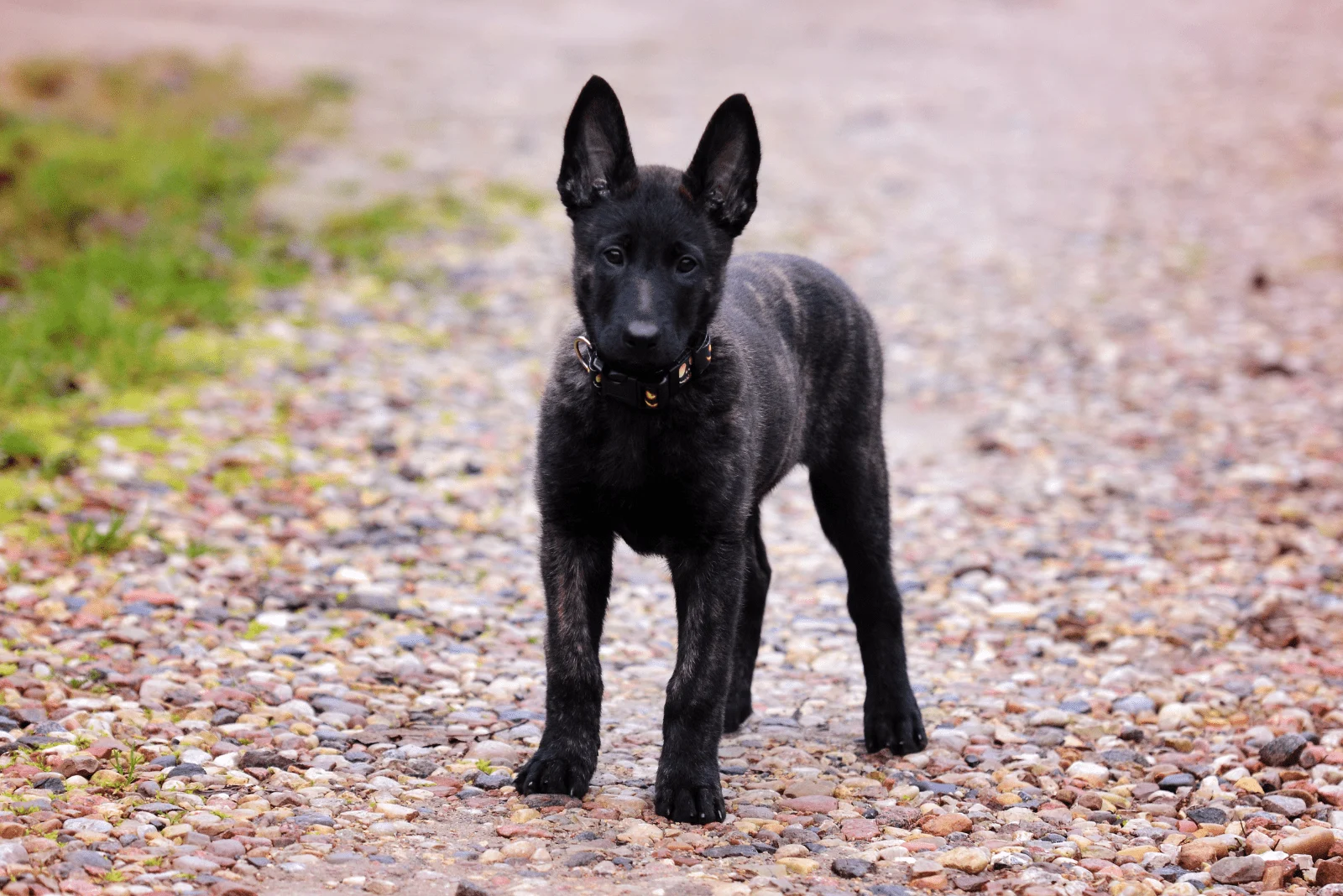 Dutch Shepherd puppy standing in the park