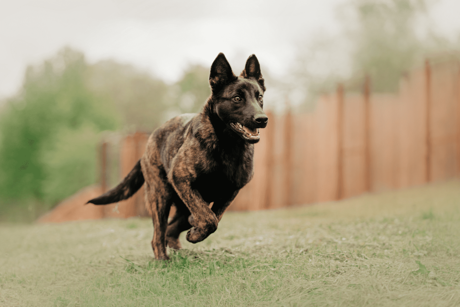 Dutch Shepherd runs across the field