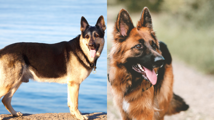East European Shepherd Vs German Shepherd: Who Wins?