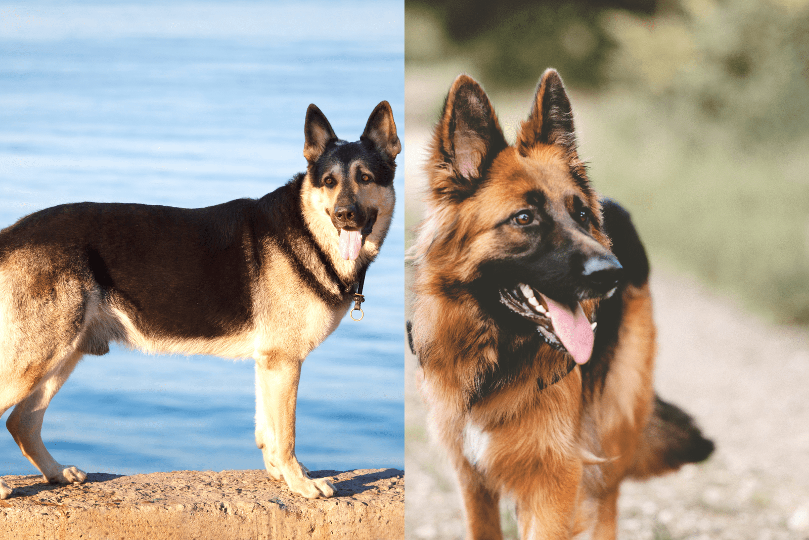 East European Shepherd Vs German Shepherd