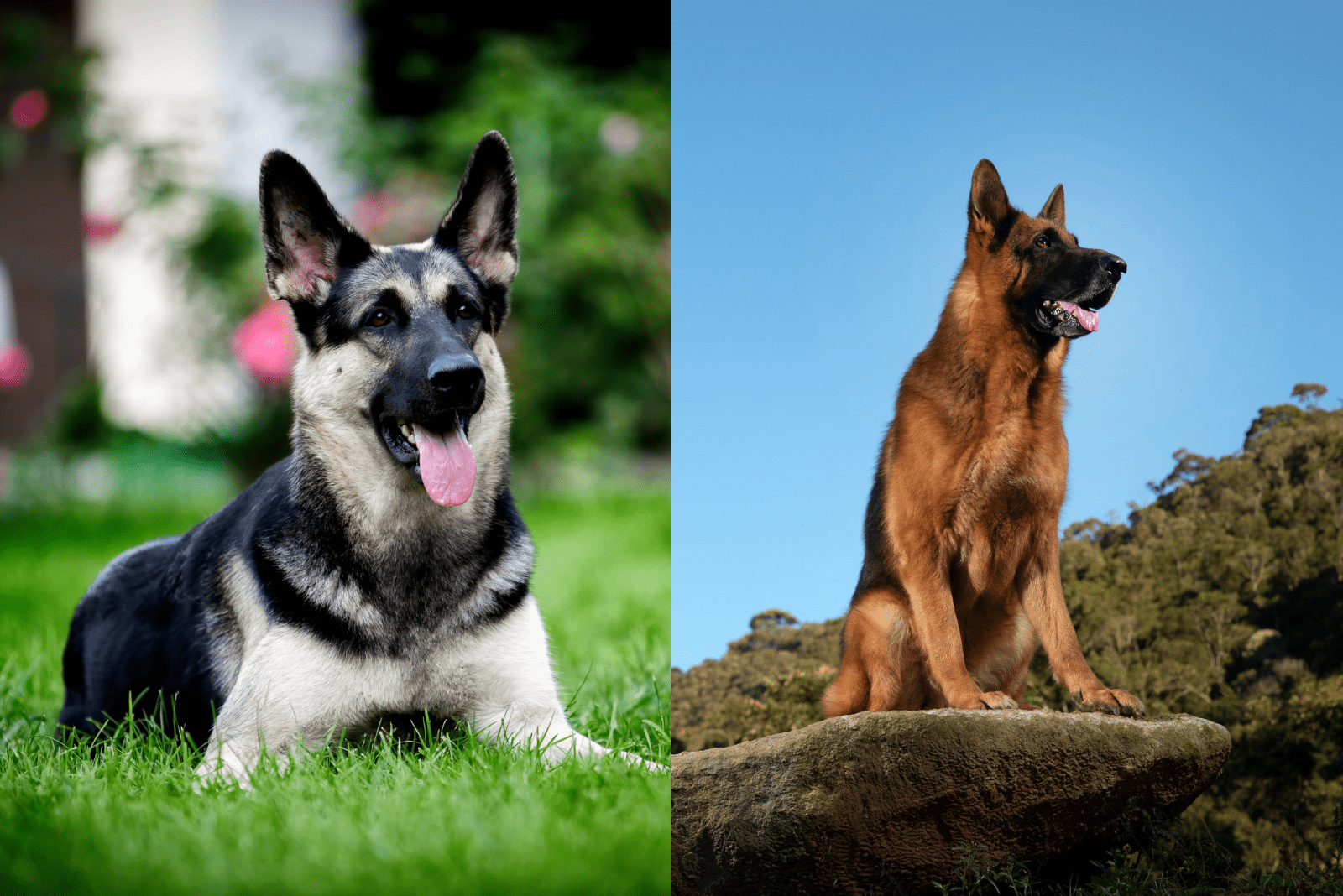 East European Shepherd Vs German Shepherd