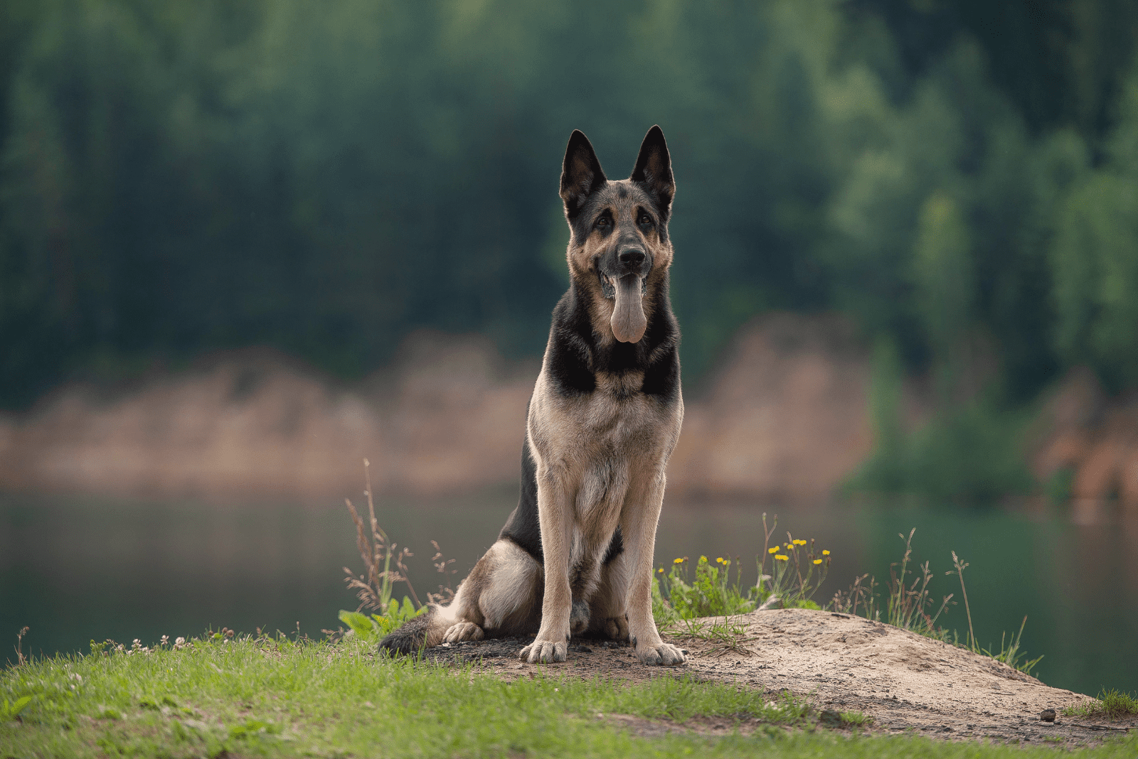 East European Shepherd sitting in a field