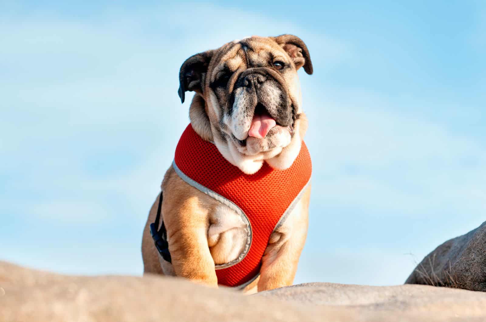 English Bulldog with Harness posing for camera