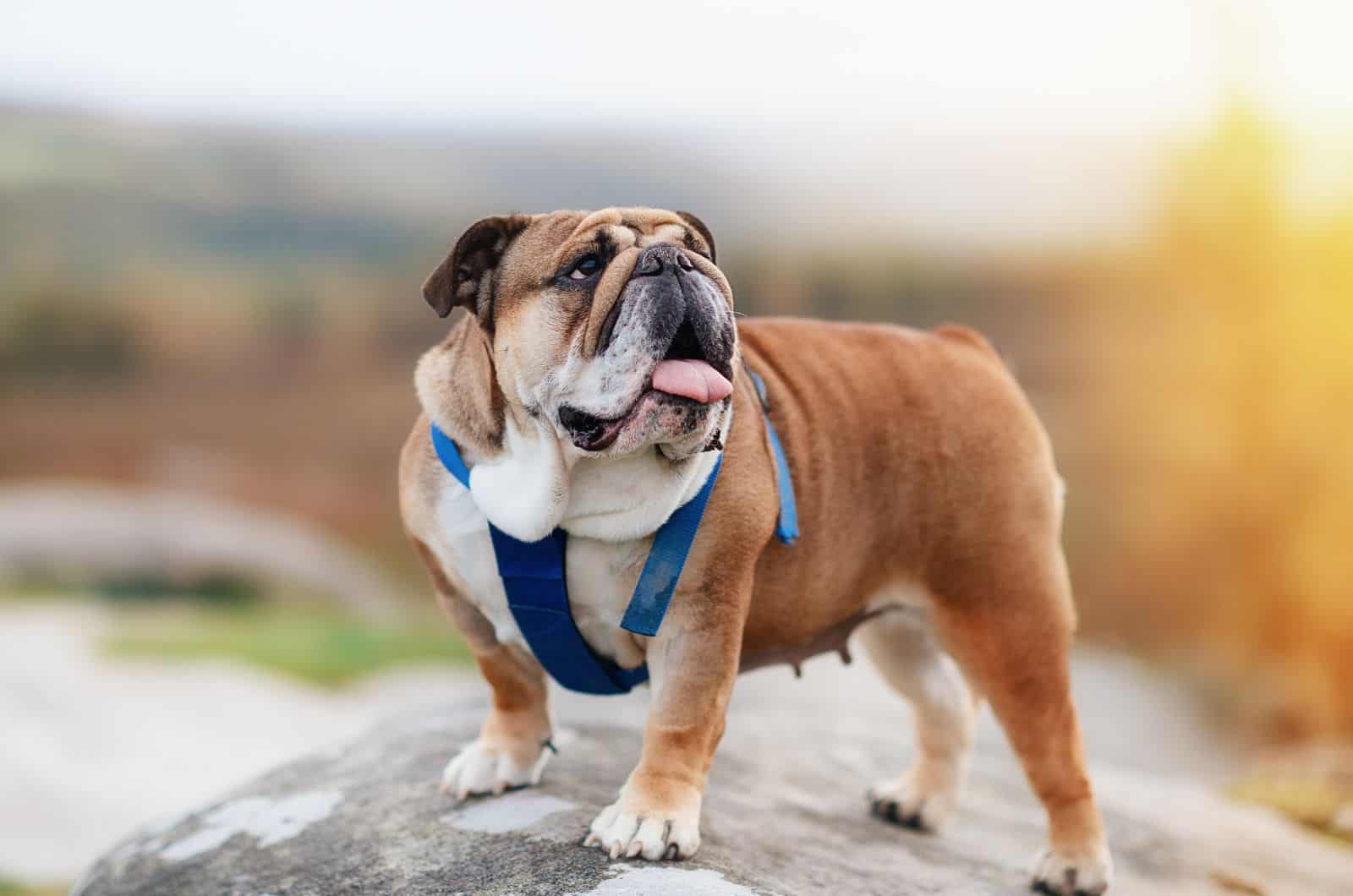 English Bulldog with Harness