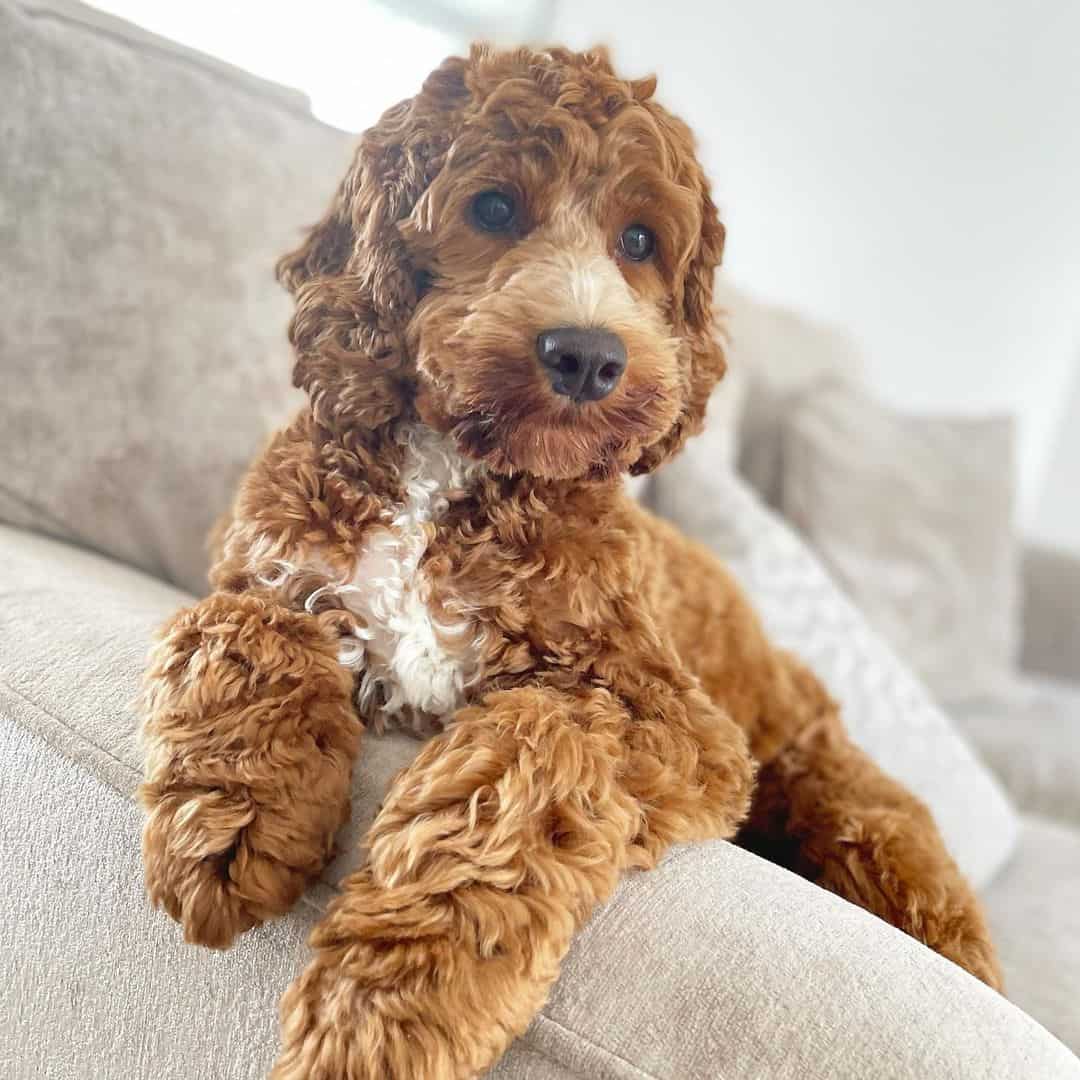 F1b Cockapoo 