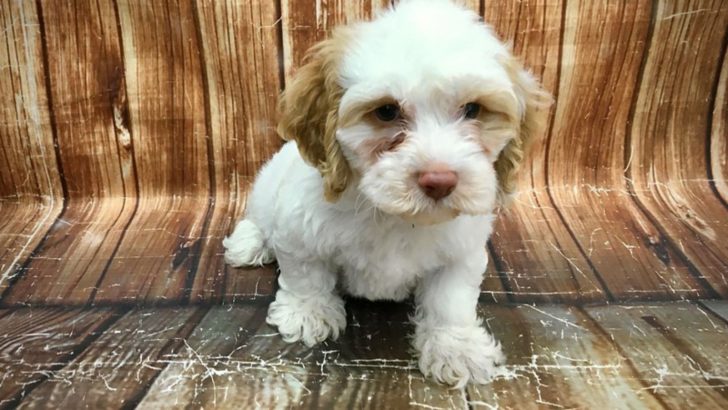 F1b Cockapoo: Is This The Best Generation?