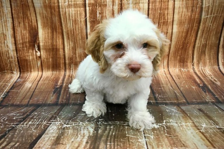 cute F1b Cockapoo puppy