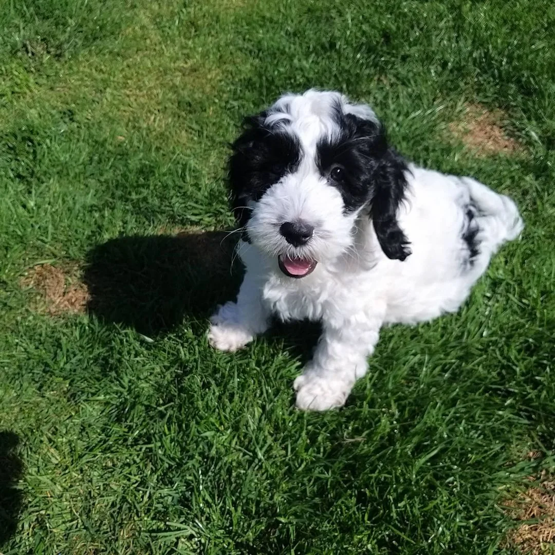 F1b Cockapoo sitting on the grass and looking at the camera