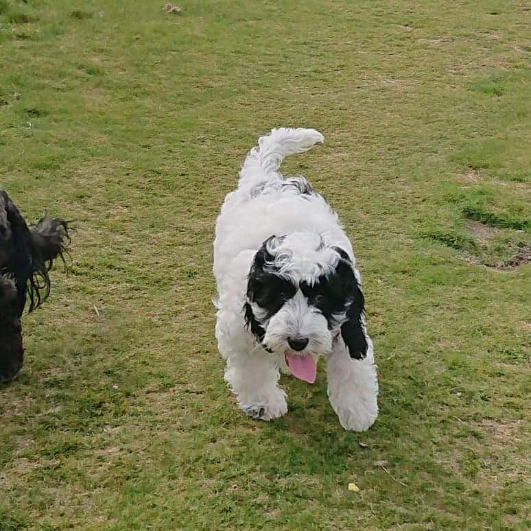 F1b Cockapoos running in the field