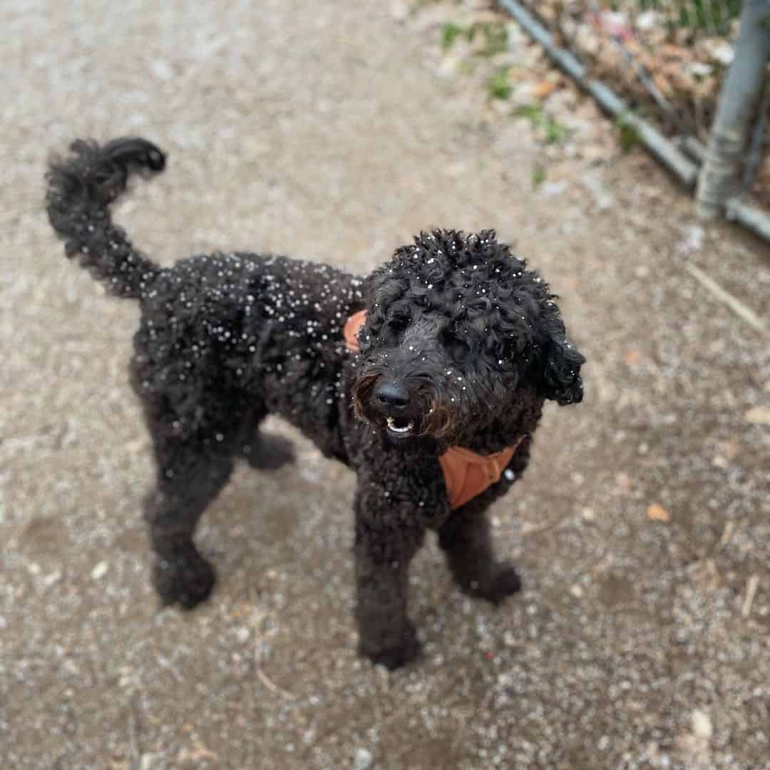 F3 Cockapoo