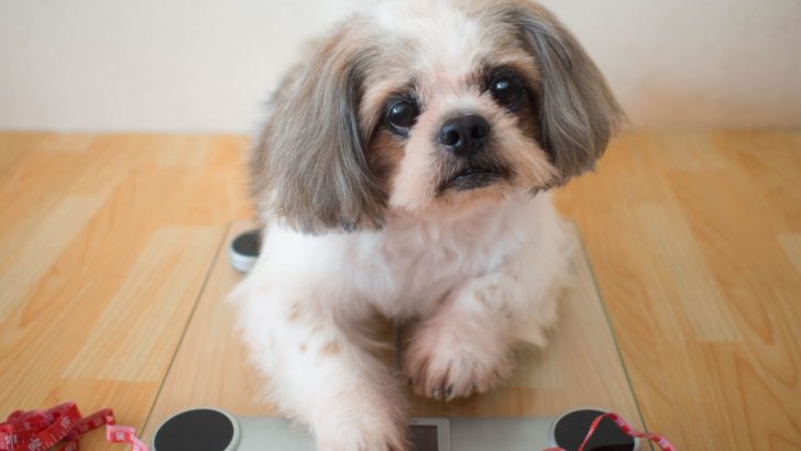 Fat Shih Tzu: How To Help Your Pet To Get Back On Track