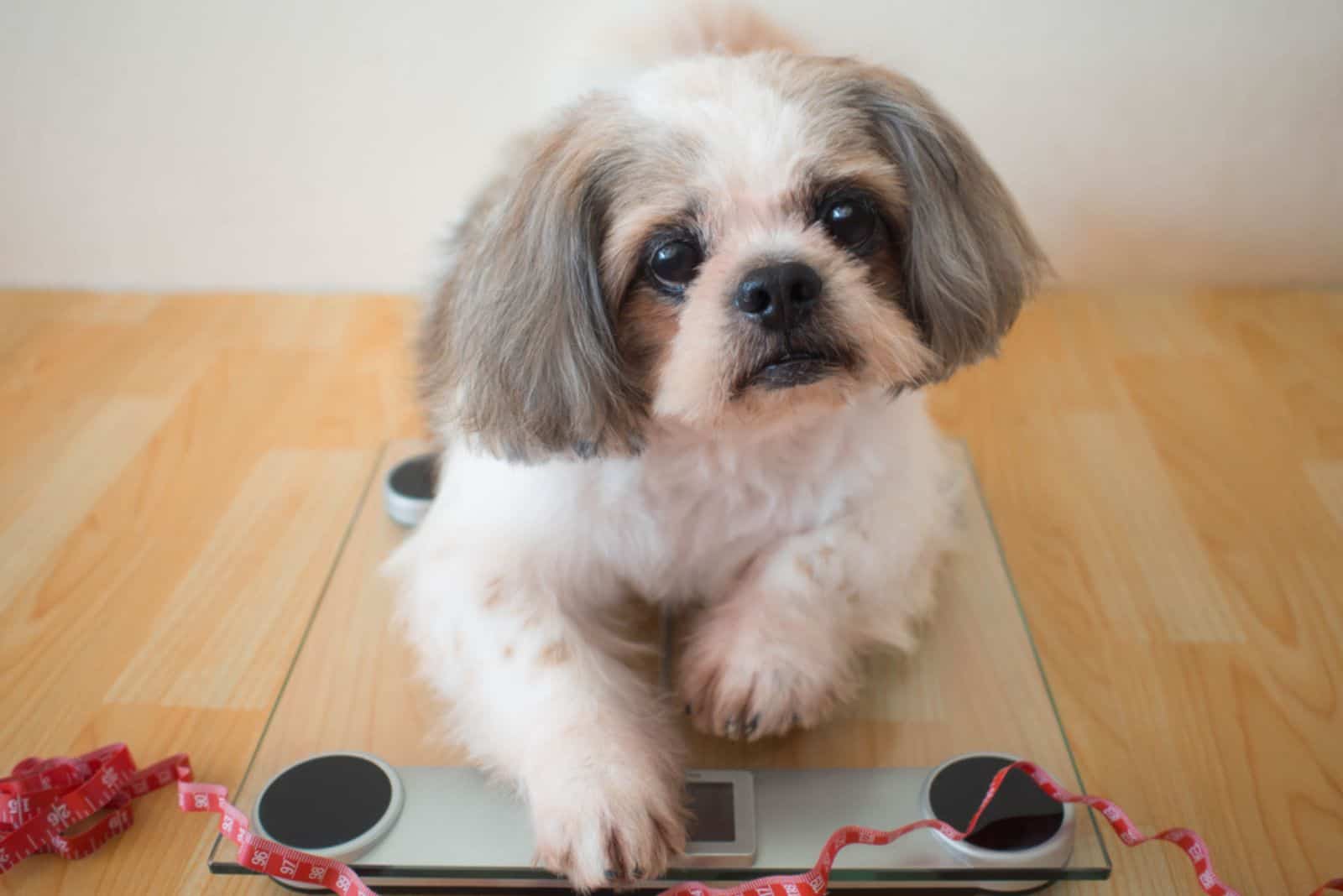 Fat Shih tzu dog sitting on weight scales with red measuring tape