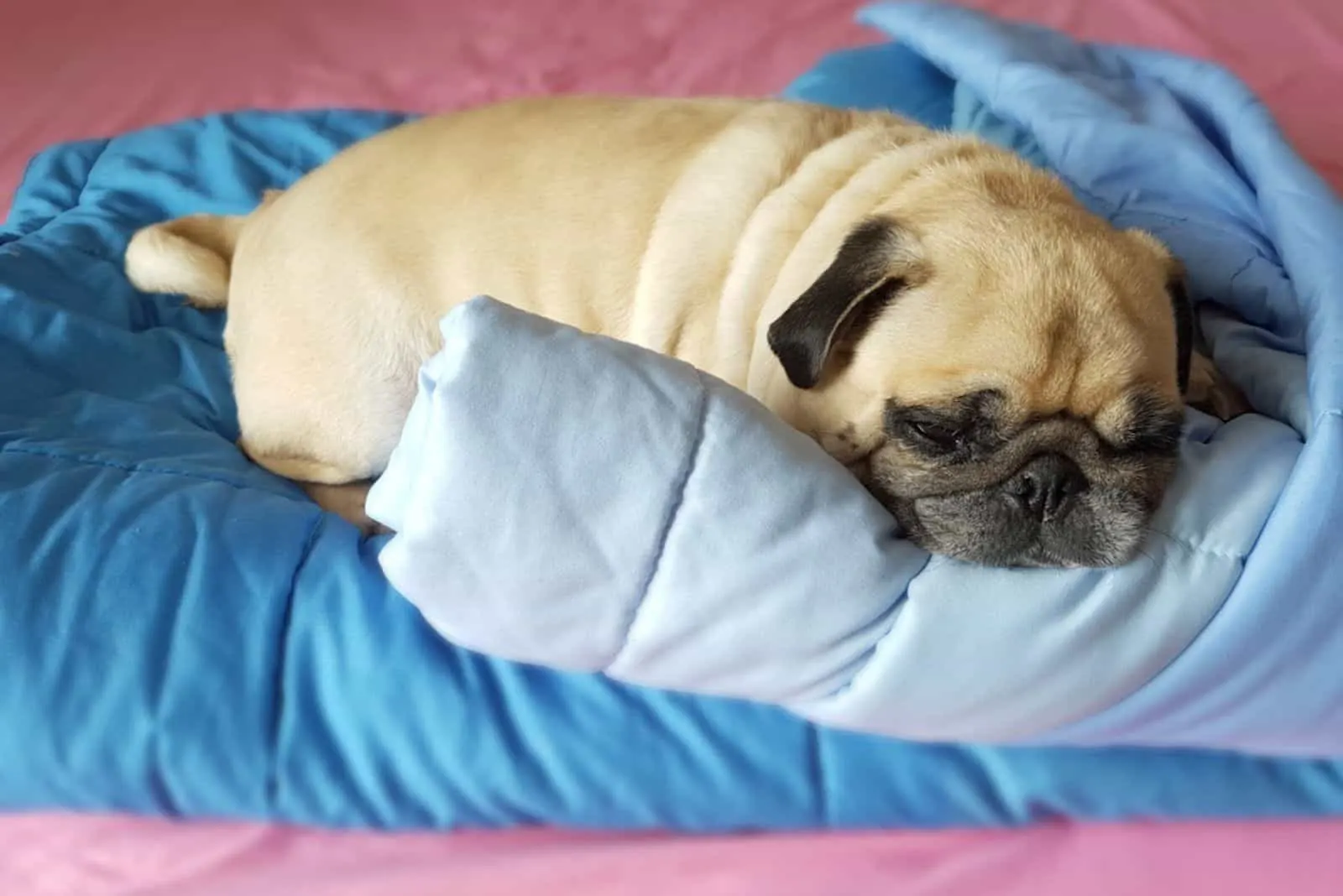 Fat lazy pug dog puppy sleep rest on blanket in the bed