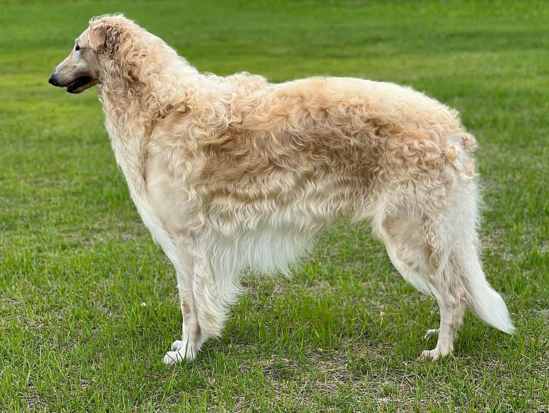 Fawn bronzoi