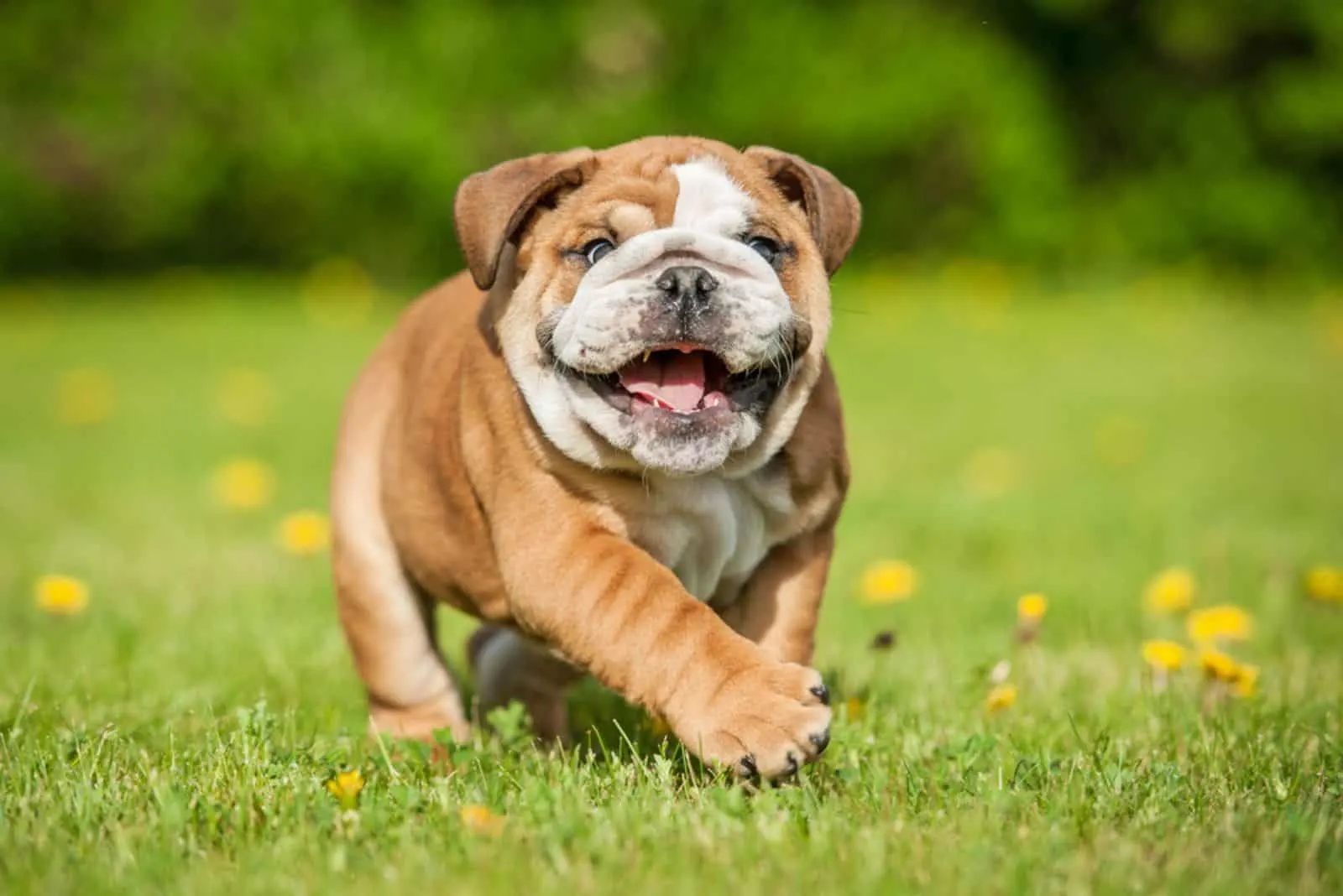 Funny english bulldog puppy playing in the park
