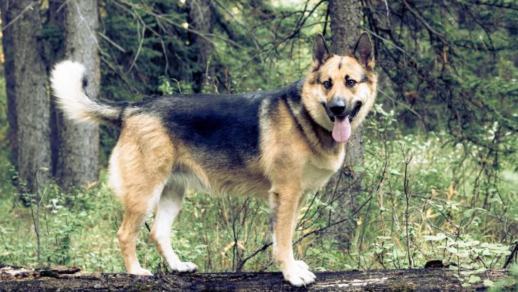 German Shepherd Alaskan Malamute Mix — Loyalty And Devotion