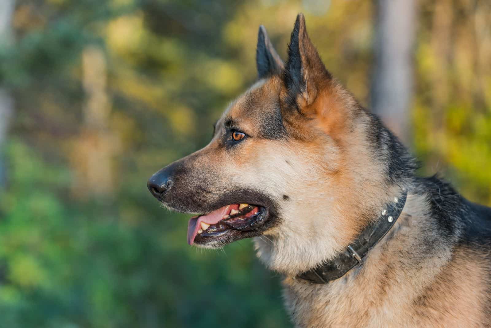 German Shepherd Alaskan Malamute Mix looking into the distance