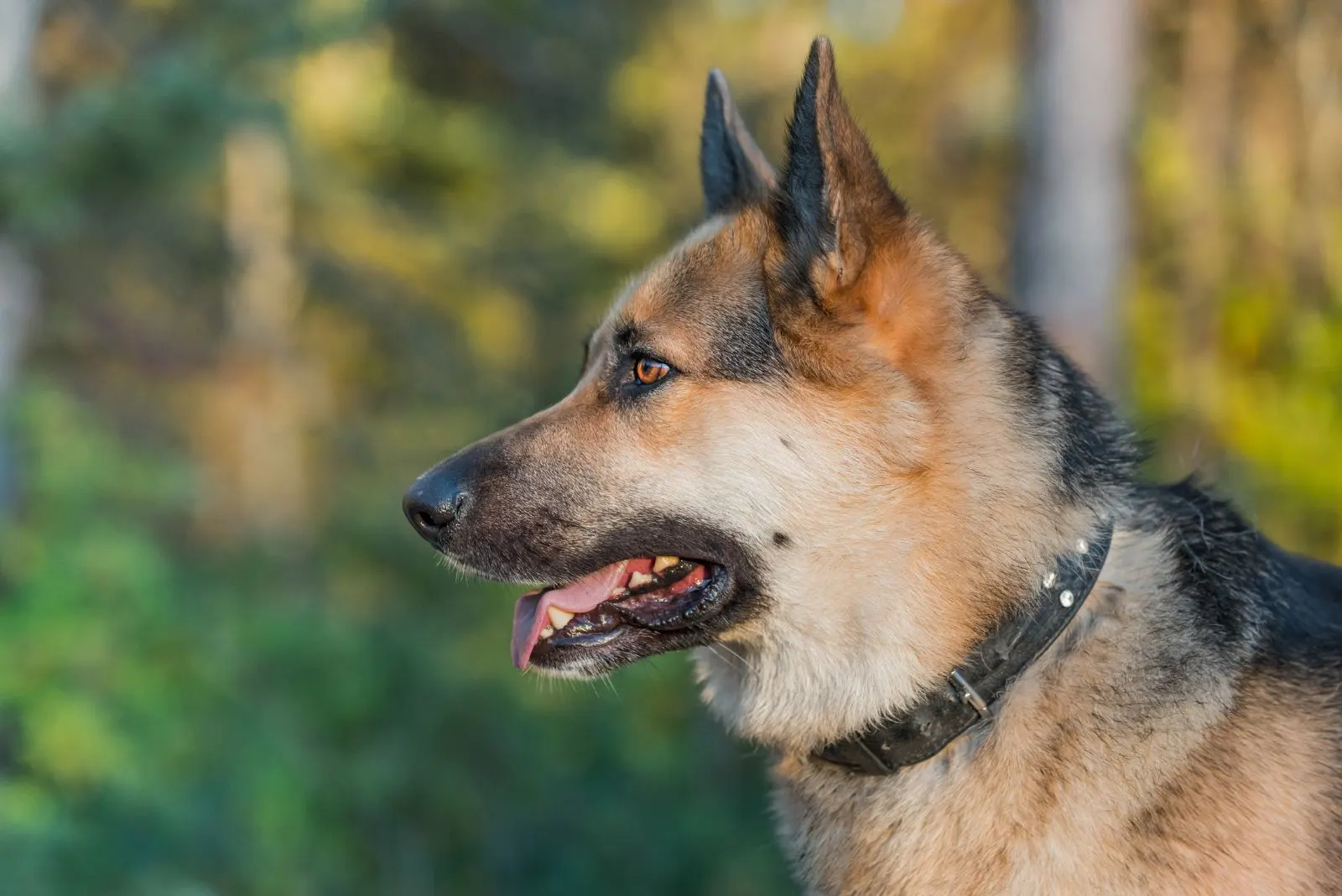 German Shepherd Alaskan Malamute Mix looking into the distance