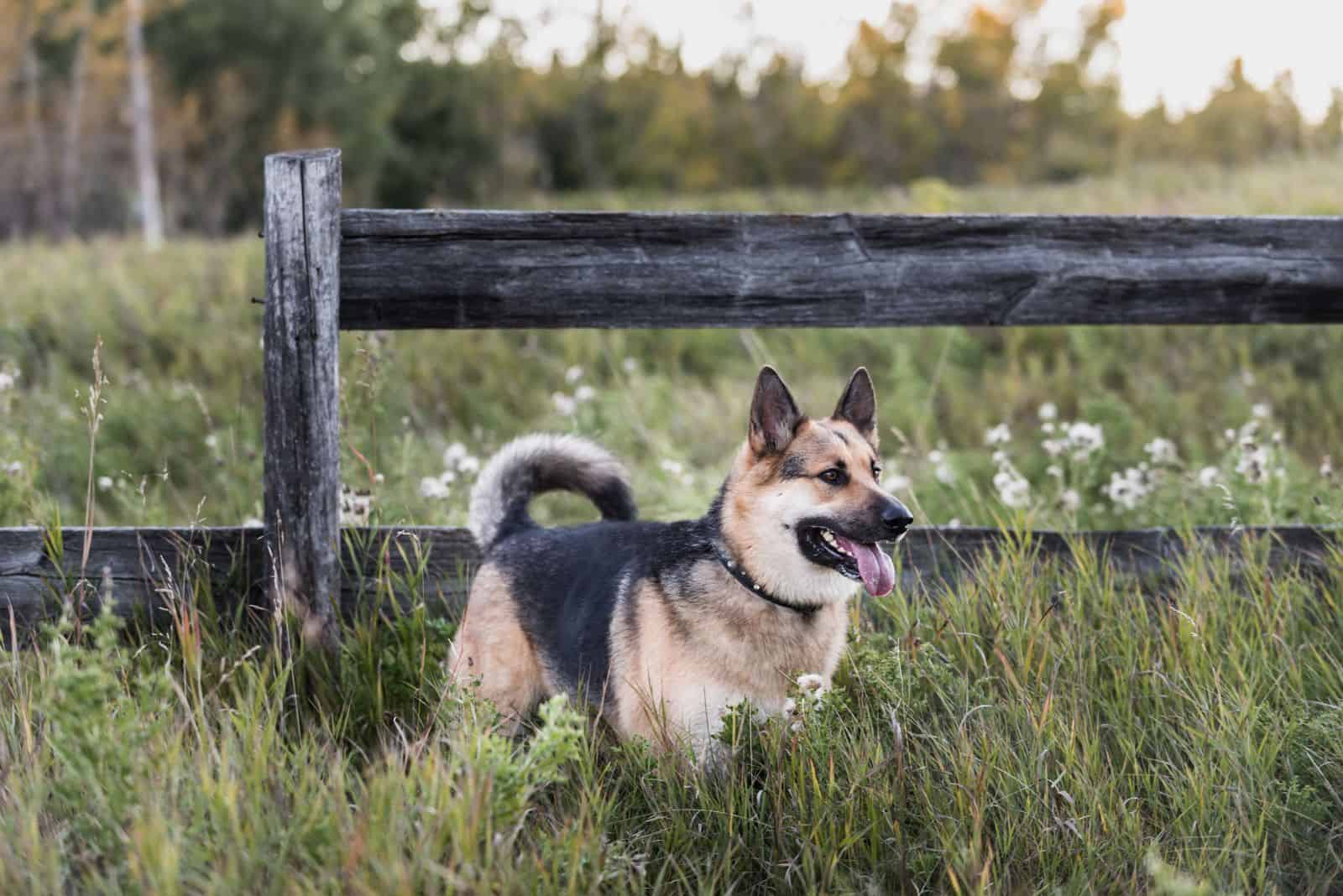 German Shepherd Alaskan Malamute Mix standing in a field