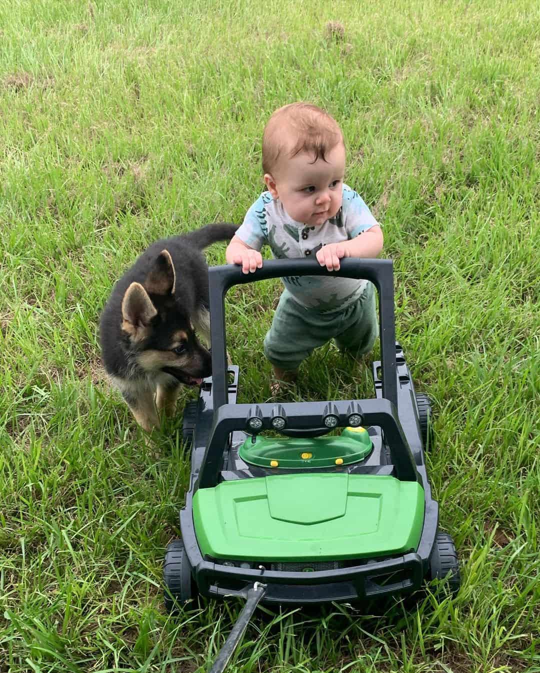 German Shepherd Alaskan Malamute Mix walks after the child