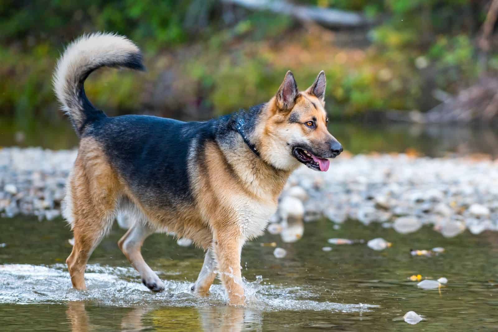 German Shepherd Alaskan Malamute Mix walks on water