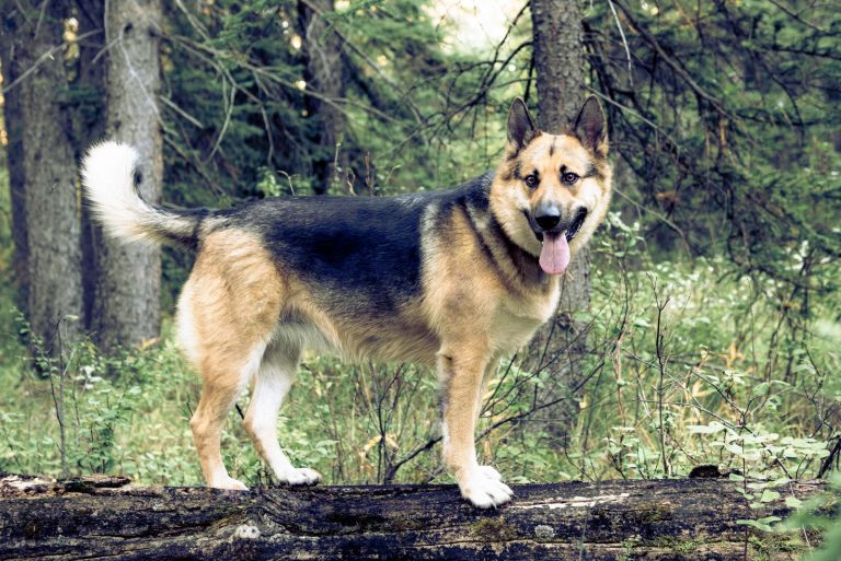 German Shepherd Alaskan Malamute Mix