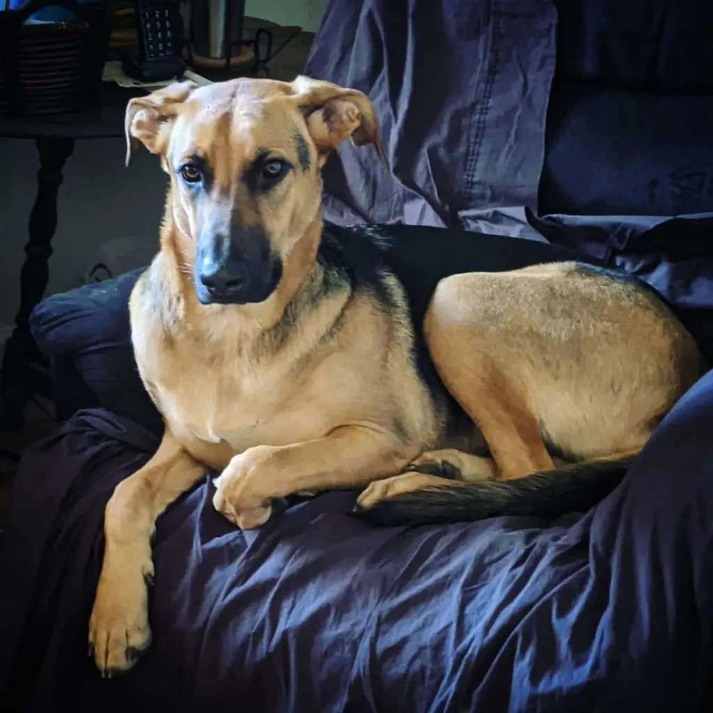 German Shepherd Coonhound Mix is lying on the couch