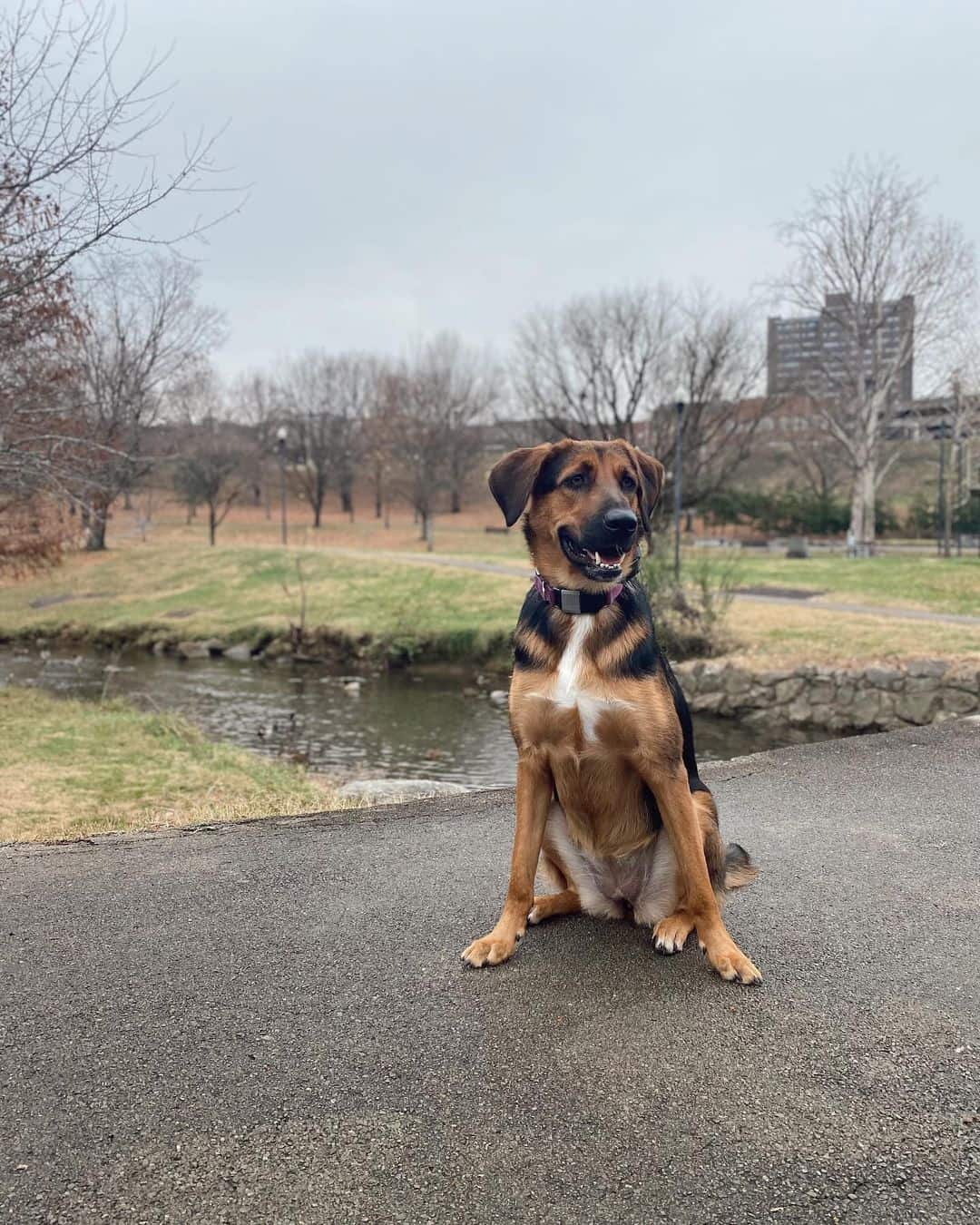 German Shepherd Coonhound Mix sitting on the sidewalk