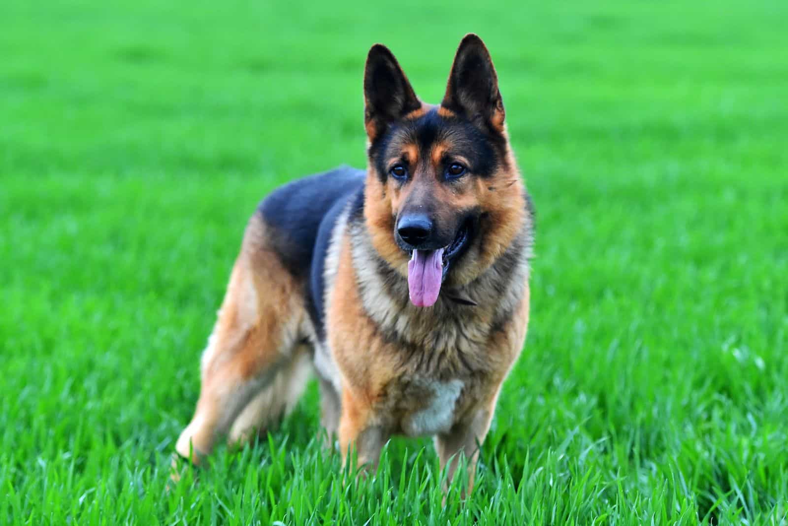 German Shepherd standing in a field