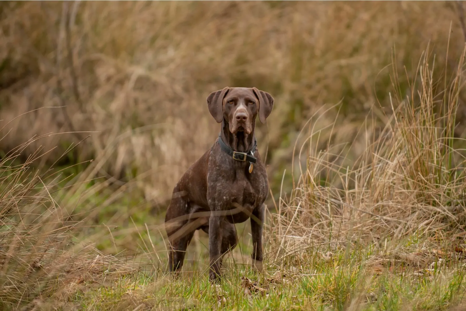 German Shorthaired Pointerstanding in field