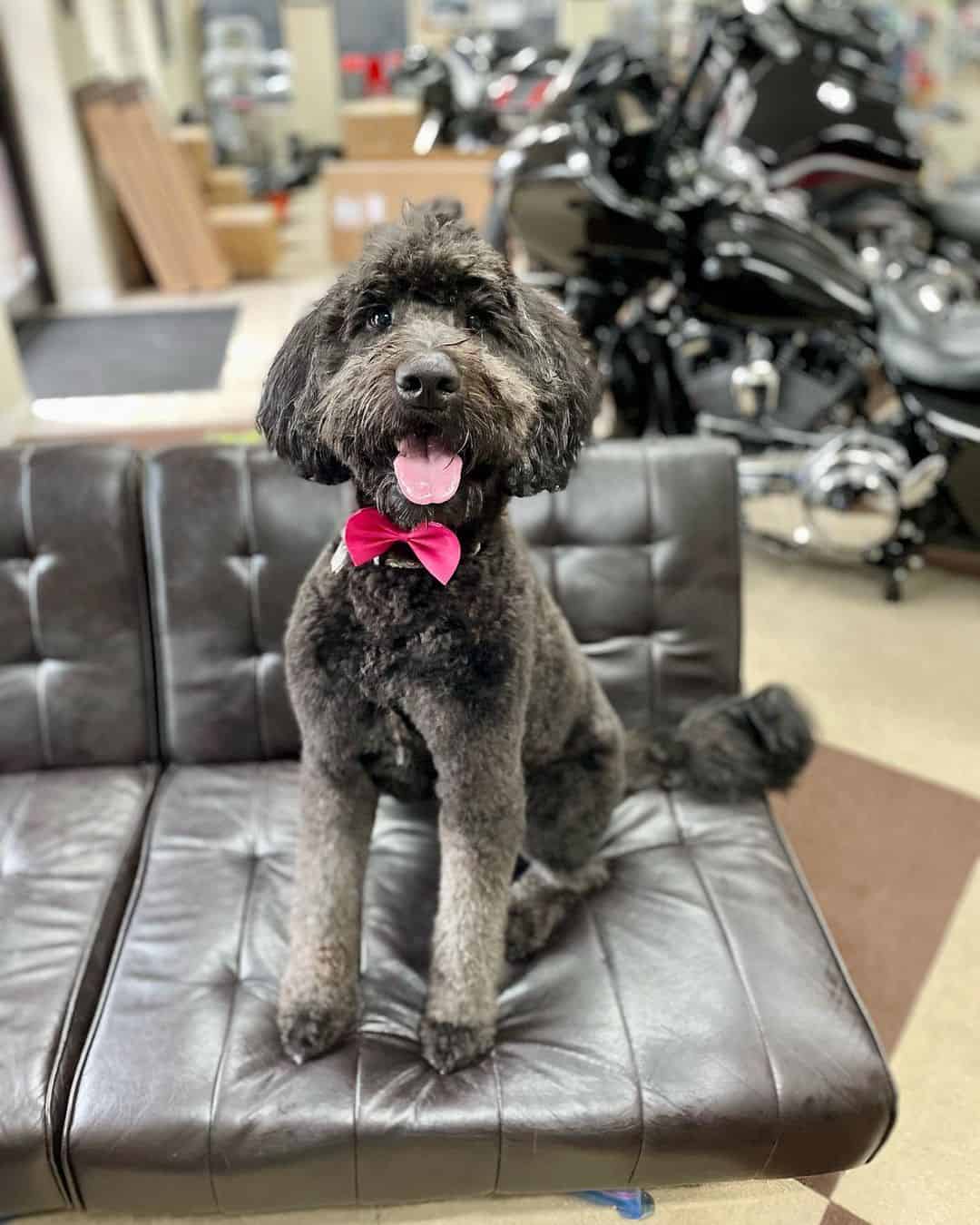 Giant Schnoodle sitting on the couch