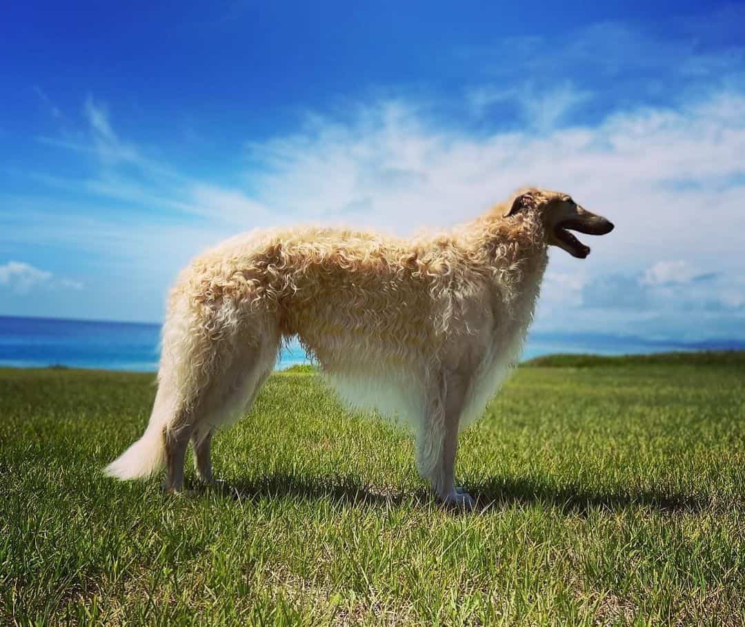 Gold borzoi