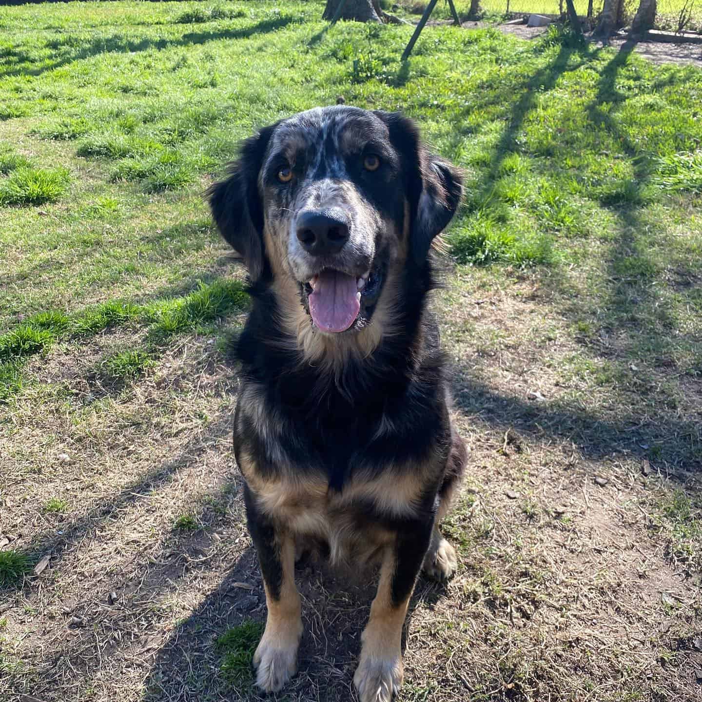 Golden Retriever Catahoula Mix