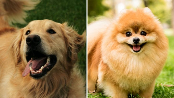 Golden Retriever Pomeranian Mix: Double Cuteness Attack