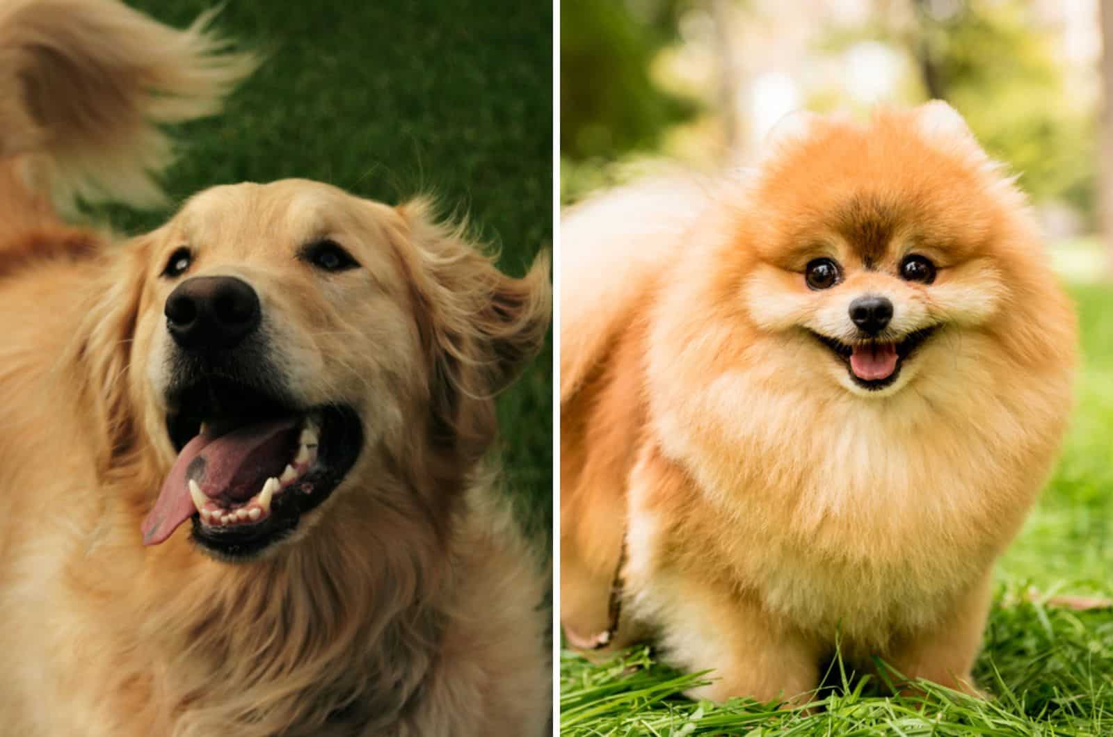 golden retriever pomeranian mix