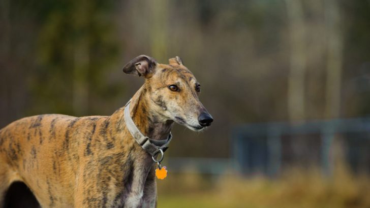 Greyhound Growth Chart: How Big Will My Greyhound Get?